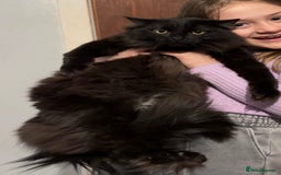 Ragdoll cats for sale: Two boys are looking for new home (Indoor only)  - Image 2