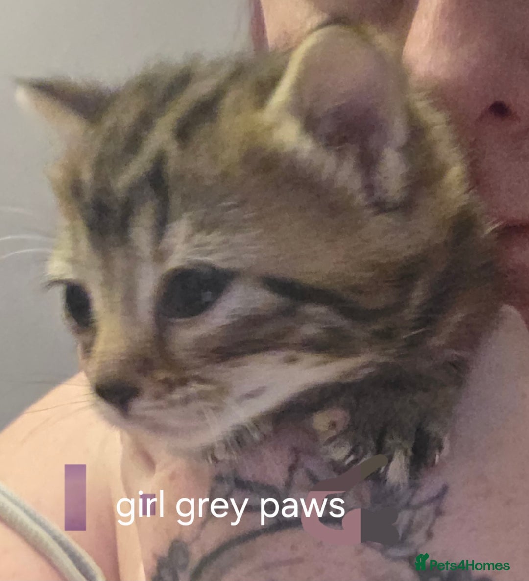 Mixed Breed cats for sale: 3 beautiful girls - Advert 7