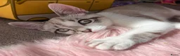Siamese cats for sale: Siamese Mum Ragdoll±Bengal Dad Blue eyed kittens - Advert 4