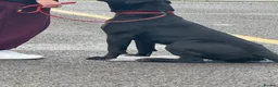 Cane Corso dogs for sale: Cane corso  - Advert 10