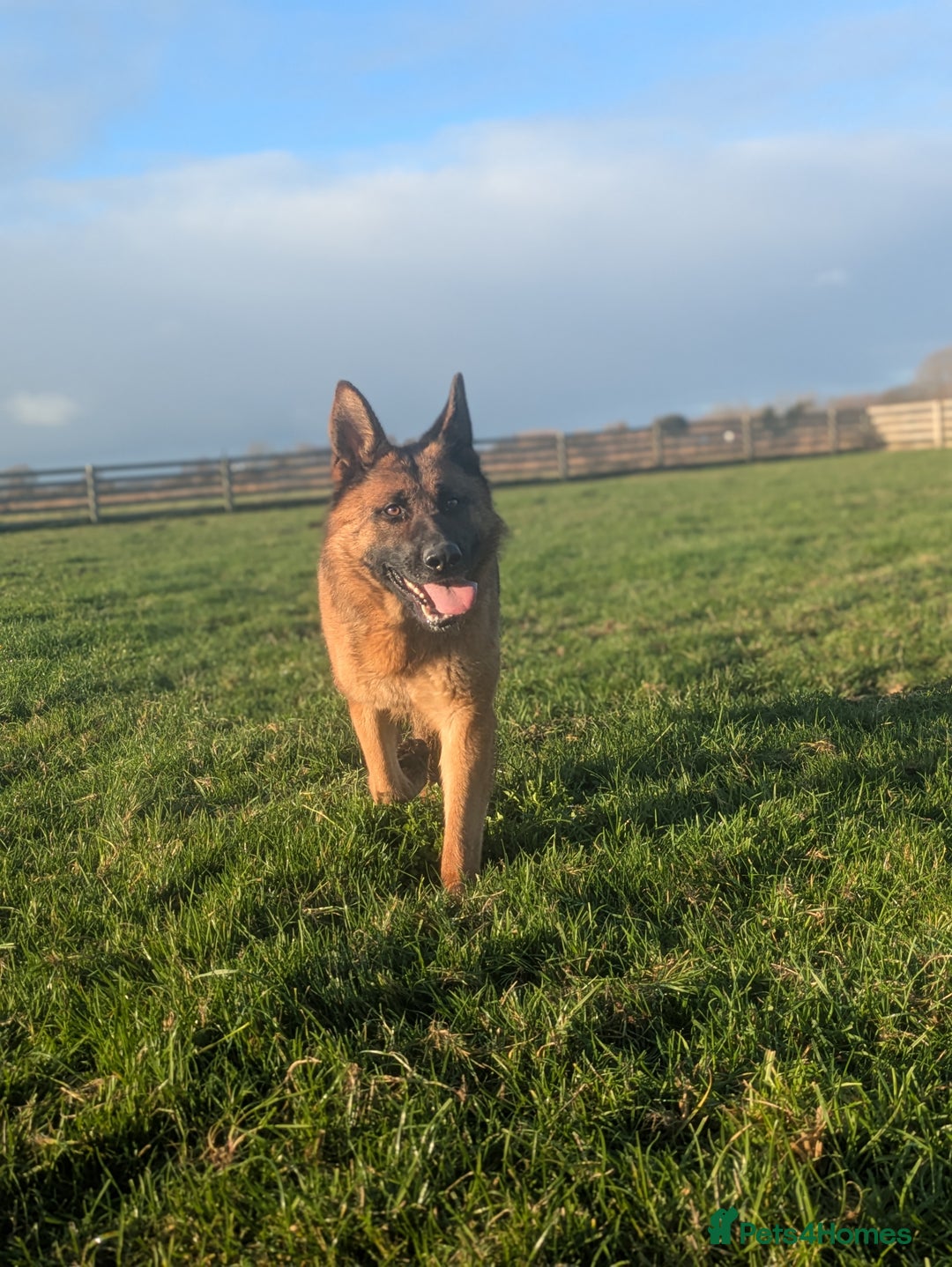 German Shepherd dogs for sale: Champion Bred, KC Health Tested Import Female - Advert 7