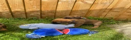 Border Terrier dogs for sale: ⭐️KC BORDER TERRIER PUPPIES, SLEM CLEAR - Advert 28