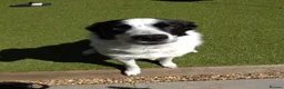 Border Collie dogs for sale: Beloved Border Collie  - Advert 4
