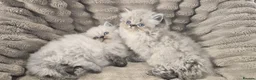 Persian cats for sale: Purebred Persian Kittens for Sale  - Advert 11