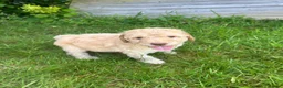 Labradoodle dogs for sale: Rare multi generational labradoodle Puppies - Advert 9