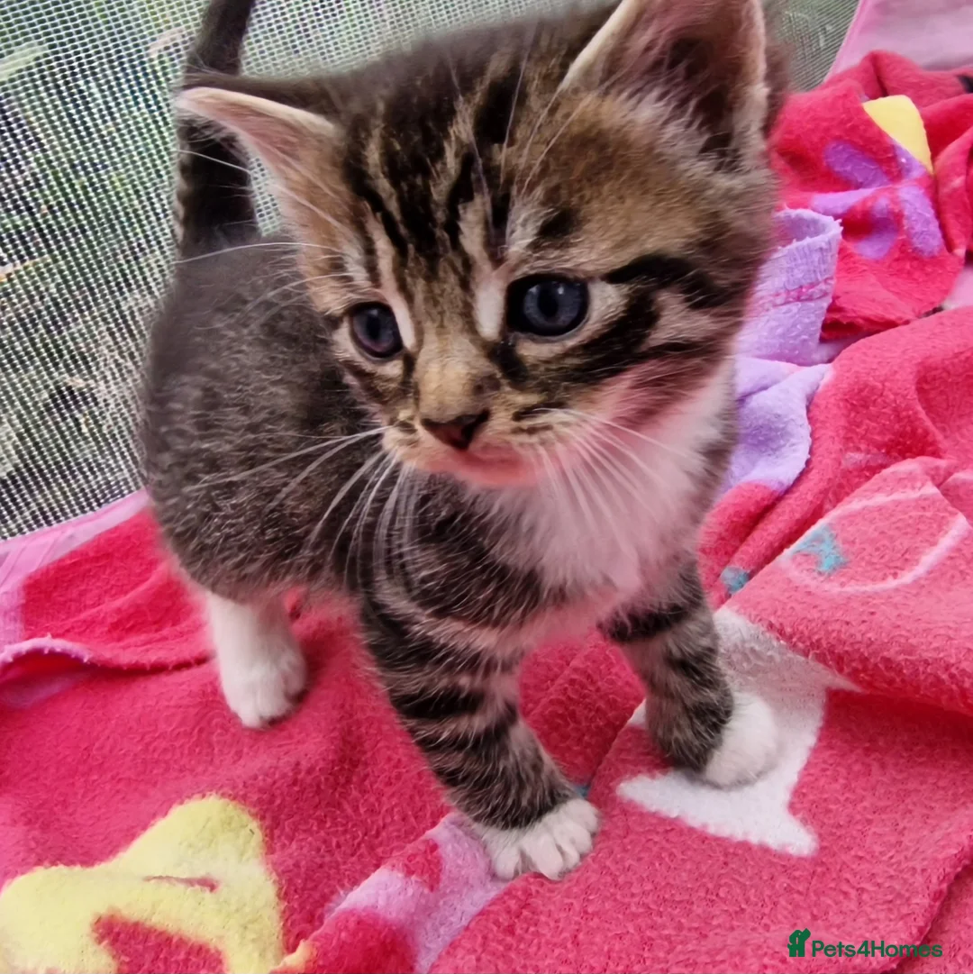 Mixed Breed cats for sale: Mix breed kittens, ip3  - Advert 1