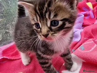 Mixed Breed cats Mix breed kittens, ip3 - Advert 2