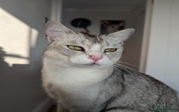 Mixed Breed cats for adoption: SKY - UNUSUAL MIXBREED HANDSOME PERFECT HEALTH - Image 16