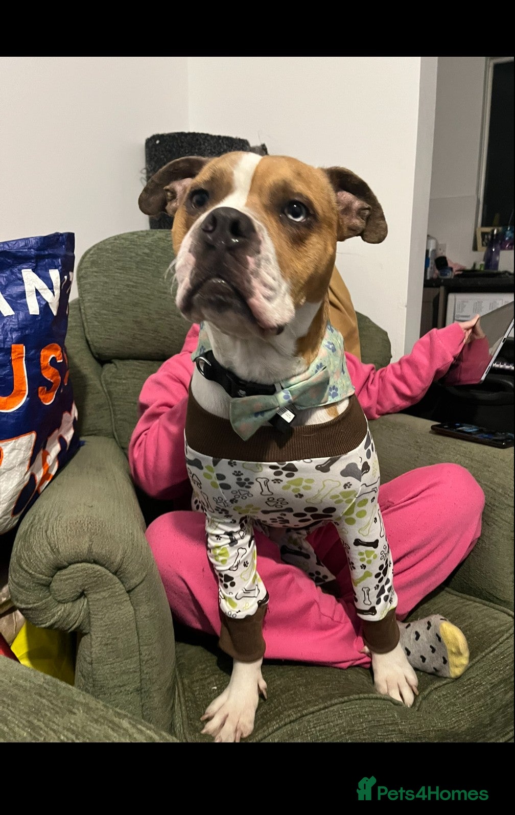 Mixed Breed dogs Bailey - Advert 2