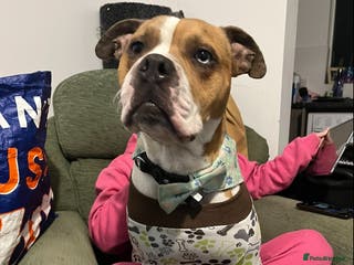 Mixed Breed dogs Bailey - Advert 2