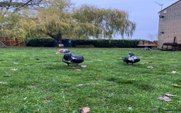 Ducks poultry for sale: Muscovy Ducks Available - Male & Female - Image 10