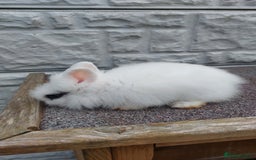 Lionhead rabbits for sale: Wonderful bunnies 07405173733  - Image 7
