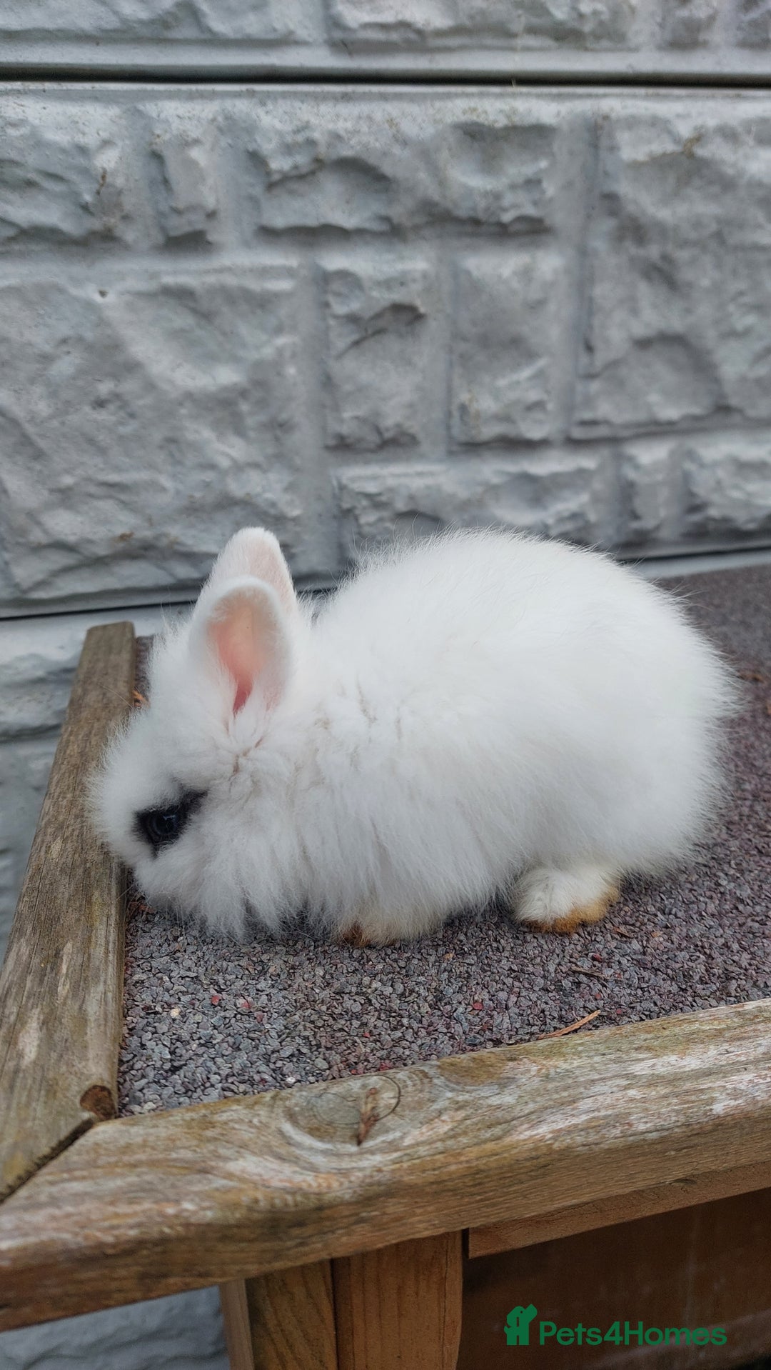 Lionhead rabbits for sale: Wonderful bunnies 07405173733  - Image 7