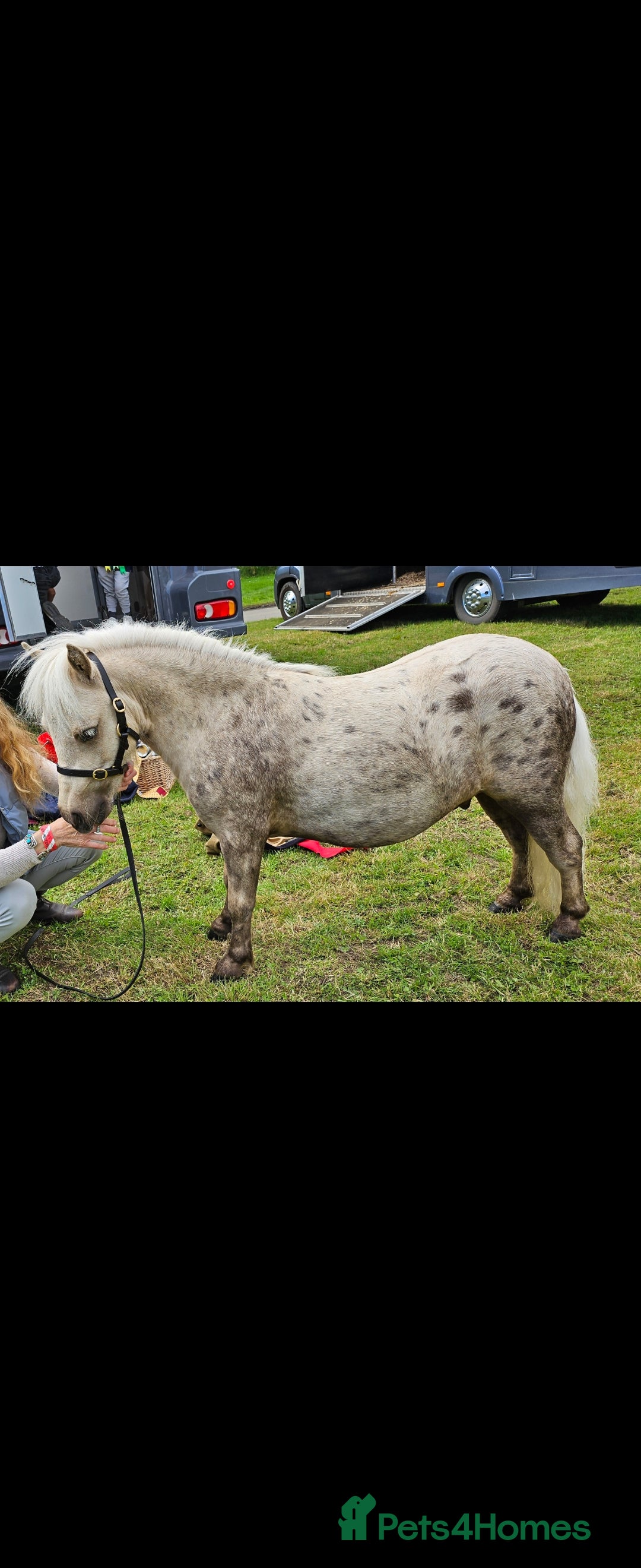 Shetland pony horses for sale: Palomino Minature Shetland Gelding  - Image 1