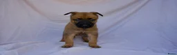 Mixed Breed dogs for sale: Dutch herder cross puppies - Advert 3