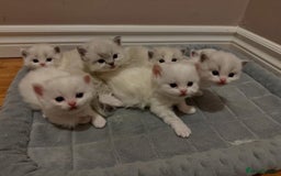 Ragdoll cats for sale: 6 BEAUTIFUL RAGDOLL KITTENS🐱 - Advert 1