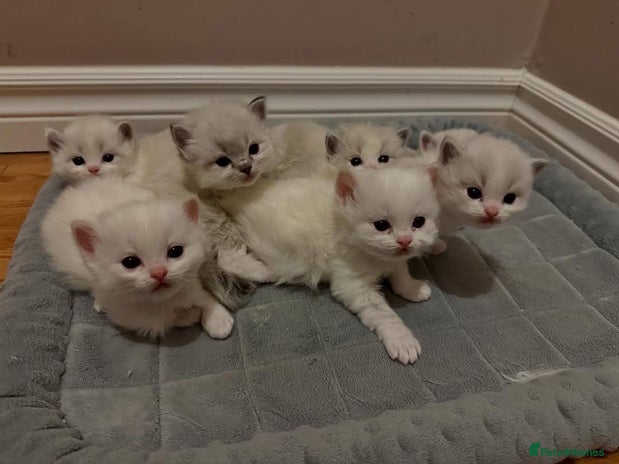 Ragdoll cats 6 BEAUTIFUL RAGDOLL KITTENS🐱 - Advert 3