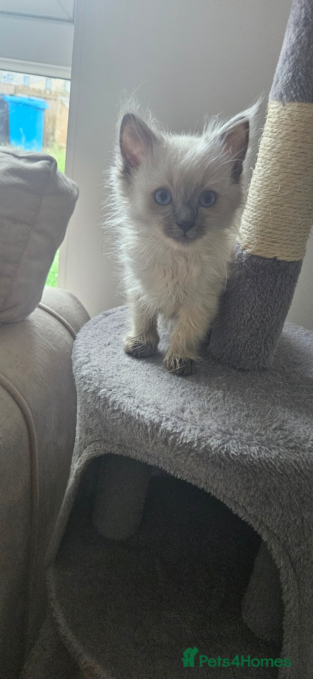 Ragdoll cats for sale: Ragdoll kittens 2 STILL LOOKING FOR LOVING HOMES - Image 15