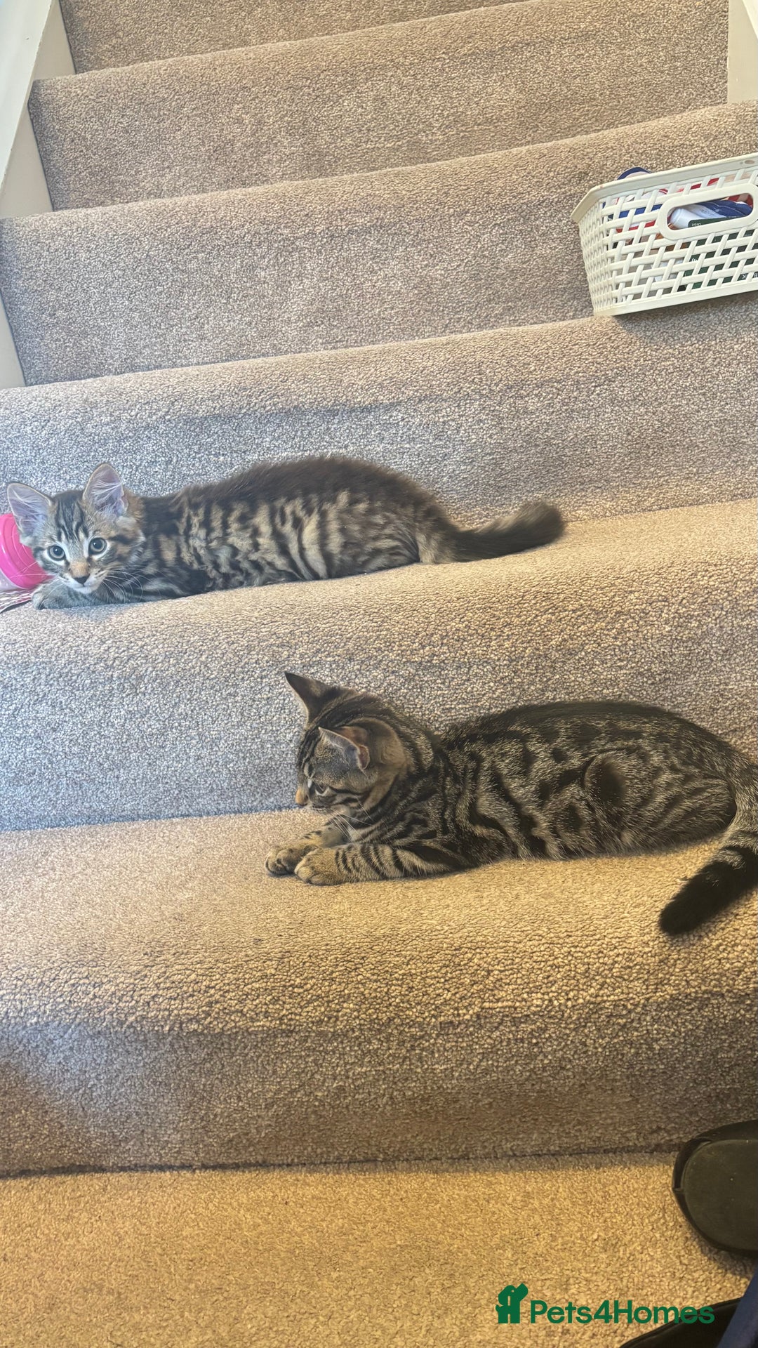 British Shorthair cats for sale: 🐾 Adorable Kittens Looking for  Home! 🐾 - Image 8