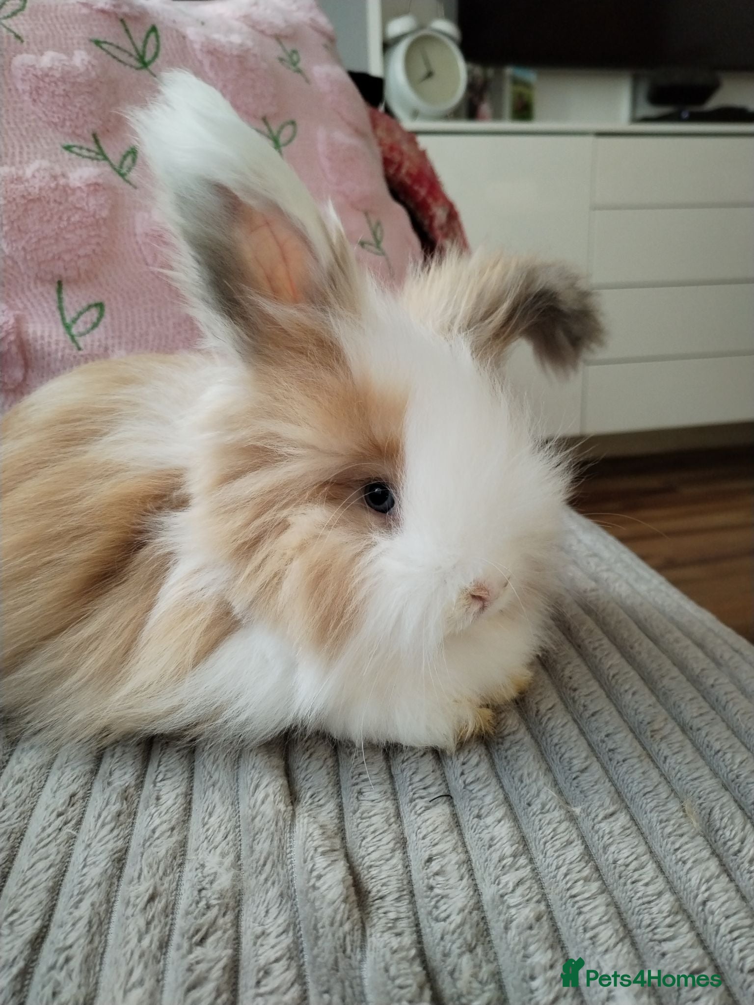 Angora rabbits English Angora Full Faced - Advert 10