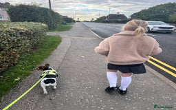 Jack Russell dogs for sale: 2yr old JRT **PLEASE read description** - Image 5