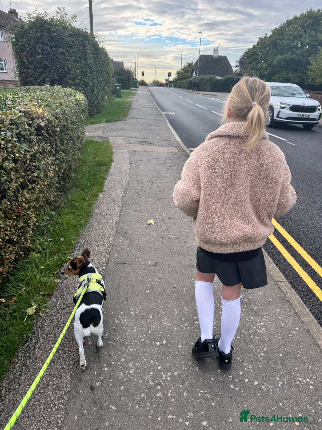 Jack Russell dogs for sale: 2yr old JRT **PLEASE read description** - Image 5