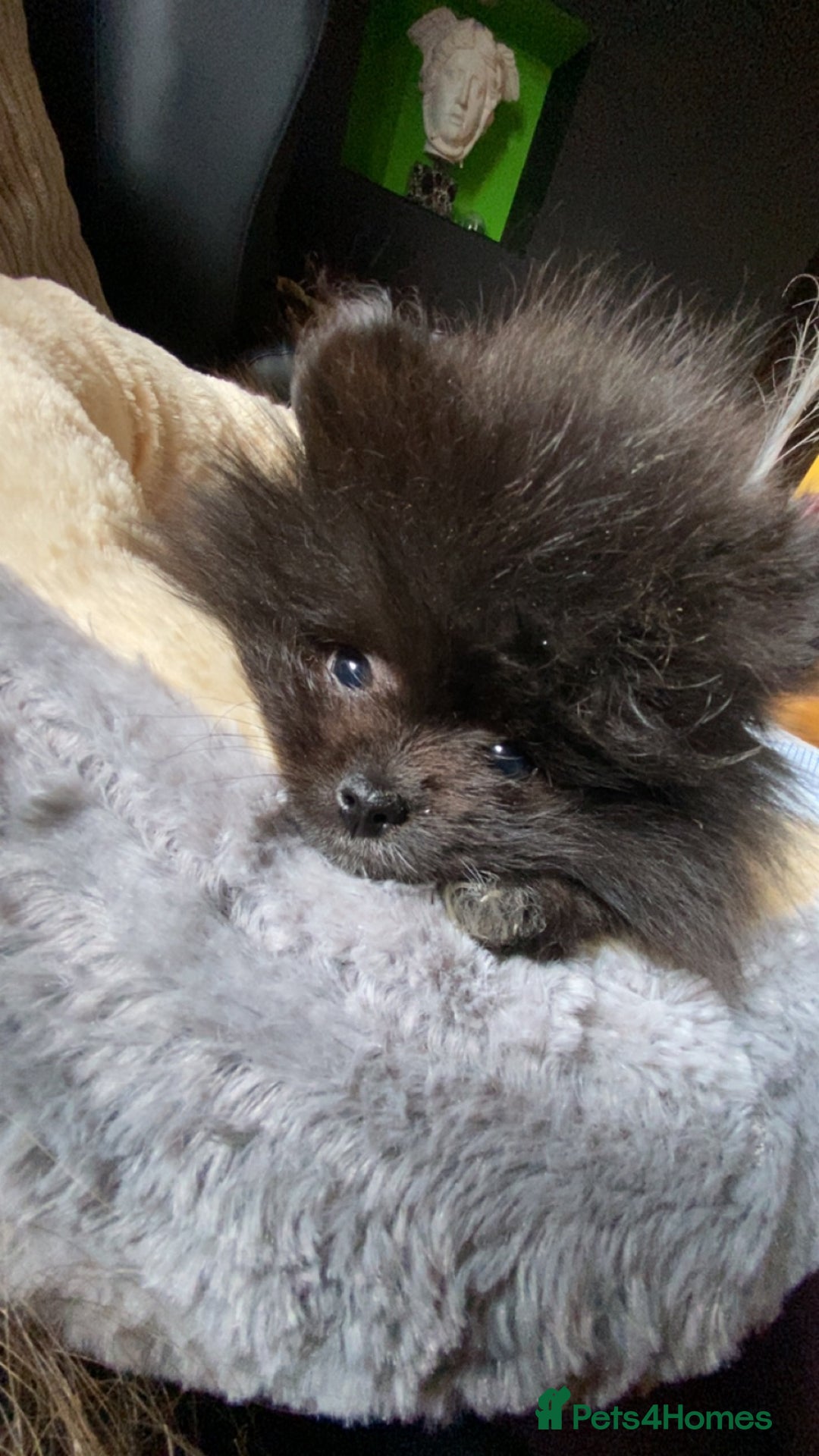 Pomeranian dogs for sale: Gorgeous tiny male Pomeranian puppy - Rocko - Image 2