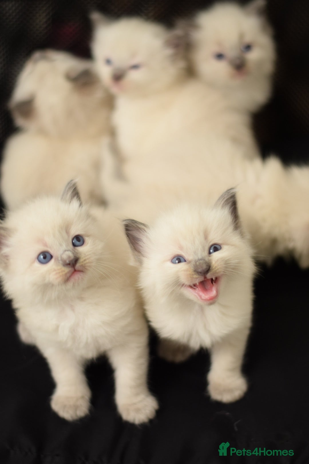 Ragdoll cats for sale: Chunky Ragdoll kittens  - Image 6