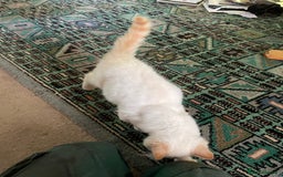 Norwegian Forest Cat cats for sale: Gorgeous Norwegian Forest Mix - Image 5