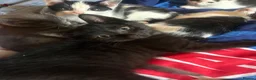 Mixed Breed cats for sale: Kittens  - Advert 10