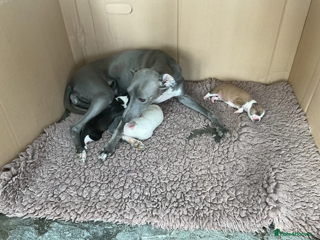 Italian Greyhound dogs for sale: Gorgeous Italian greyhound puppies  - Advert 20