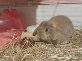 Mixed Breed rabbits 3 month old boy - Advert 9