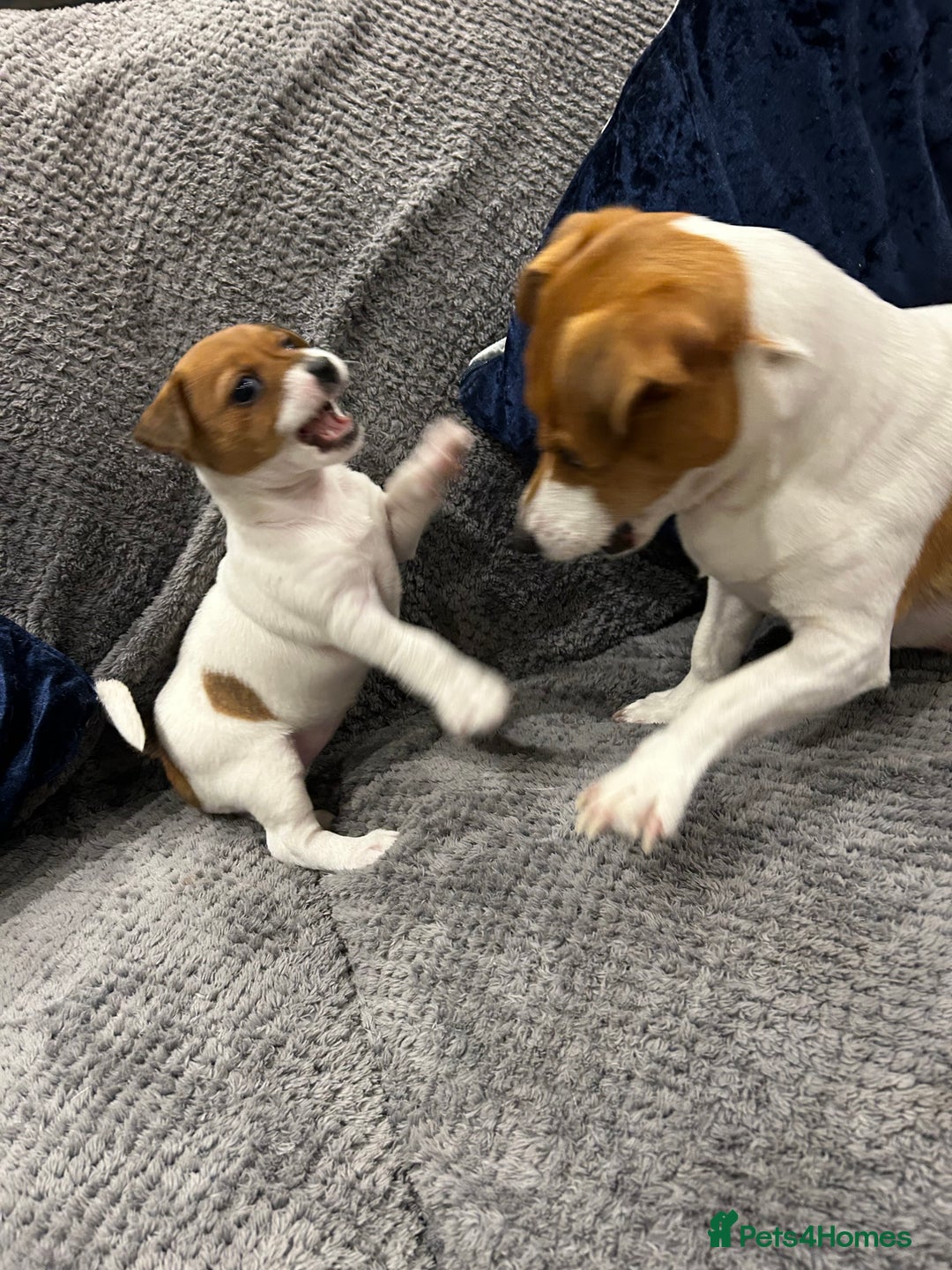 Jack Russell dogs for sale: Beautiful tri coloured female Jack Russell’s  - Advert 3