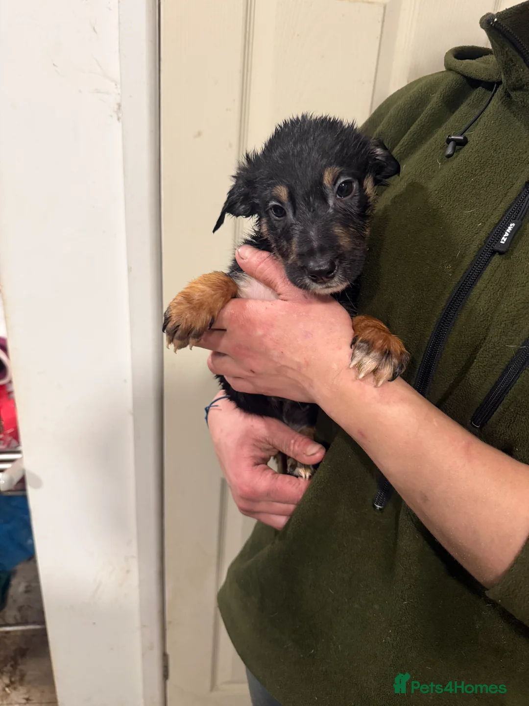 Mixed Breed dogs for sale: Beautiful Huntaway x Collie puppy’s  - Advert 1