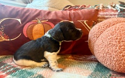 Cocker Spaniel dogs for sale: Beautiful Show Type Cocker Spaniel Puppies - Image 19