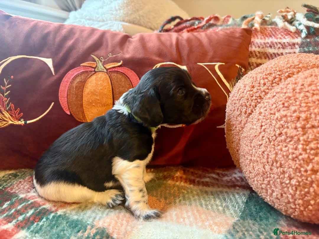 Cocker Spaniel dogs for sale: Beautiful Show Type Cocker Spaniel Puppies - Image 19