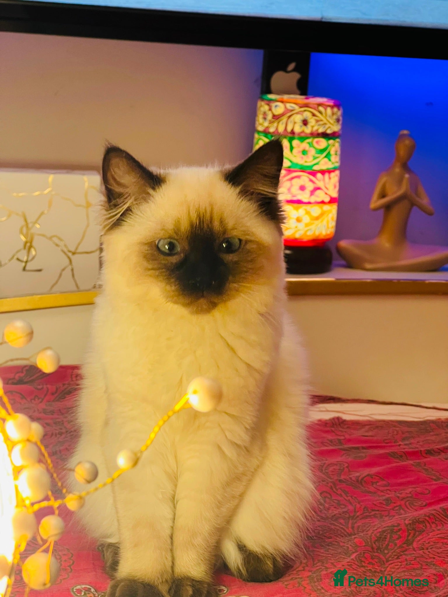 Ragdoll cats Gentle & Pure Ragdoll Looking for a Loving Family - Advert 6