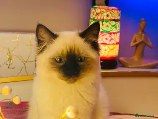 Ragdoll cats Gentle & Pure Ragdoll Looking for a Loving Family - Advert 6