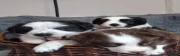Border Collie dogs for sale: Brown and white male border collie in Exeter - Advert 7