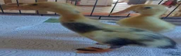Ducks poultry for sale: Runner Ducklings - unsexed - Advert 2