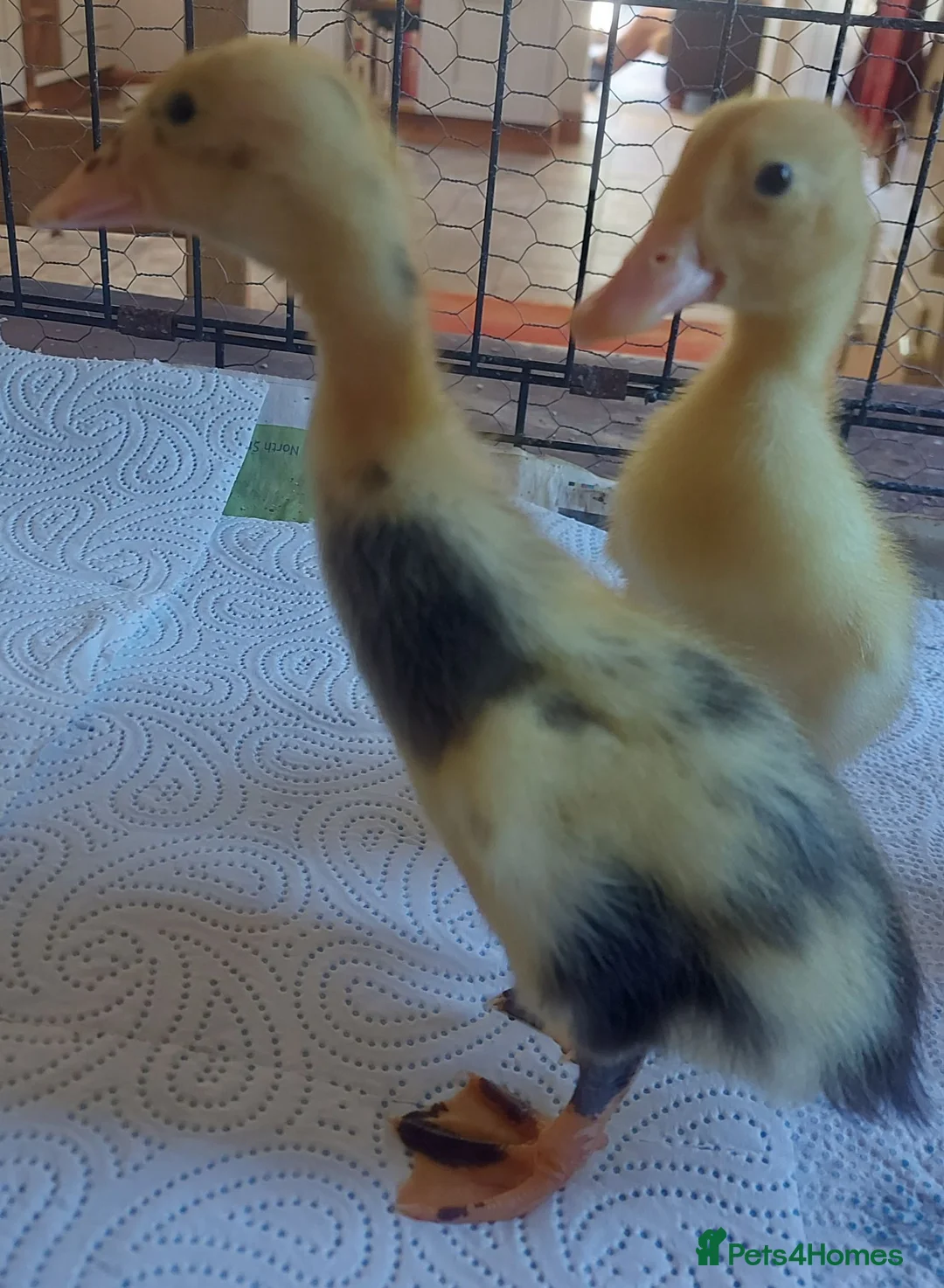 Ducks poultry for sale: Runner Ducklings - unsexed - Advert 2