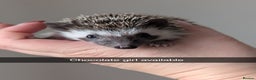 Pygmy Hedgehog rodents for sale: Gorgeous APH hedgehogs  - Advert 5