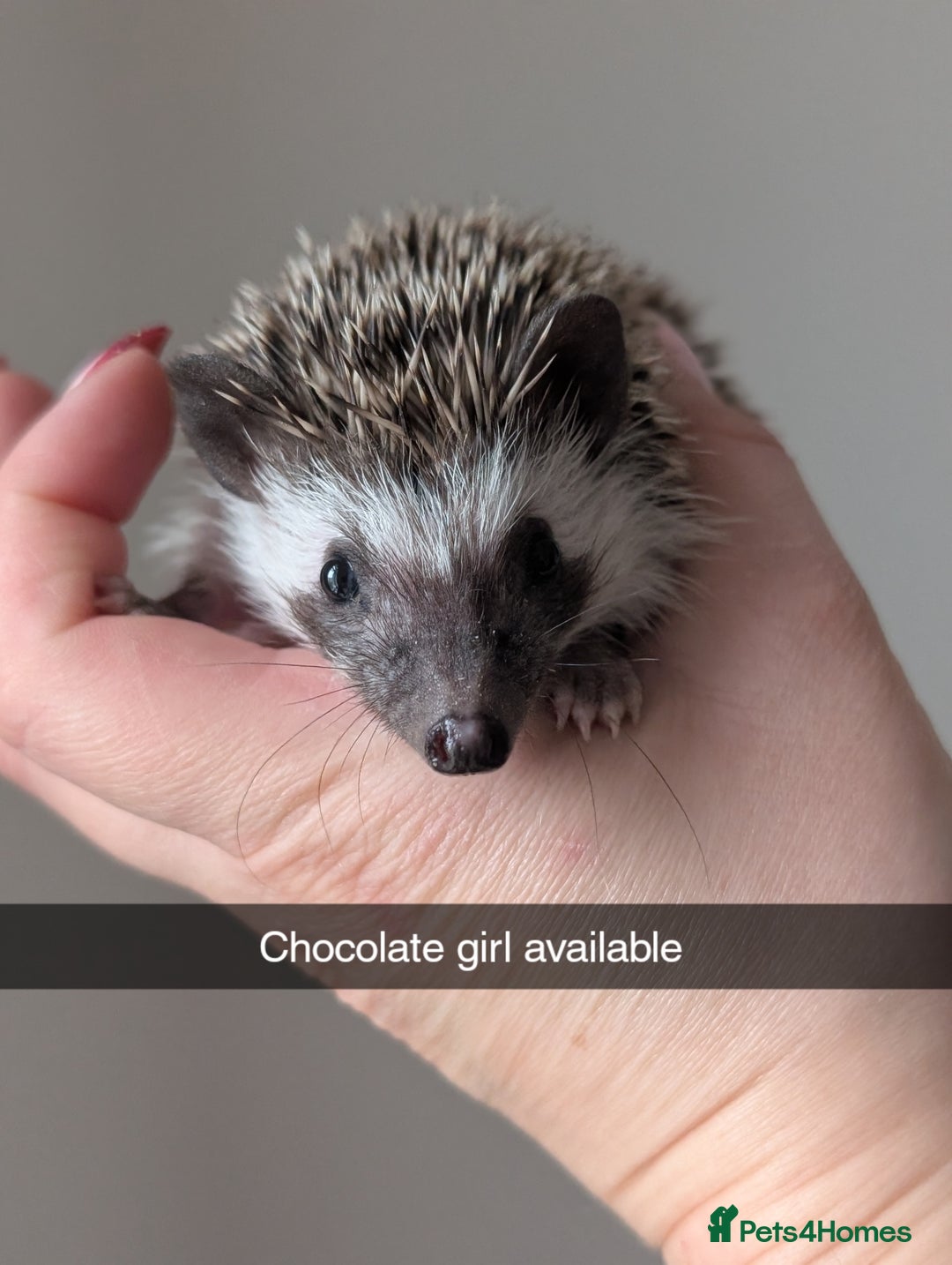 Pygmy Hedgehog rodents for sale: Gorgeous APH hedgehogs  - Advert 5
