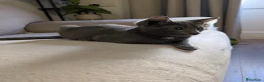 Kitten 