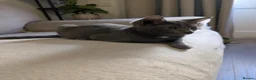 Chartreux cats for sale: Beautiful friendly Grey kitten - Advert 4