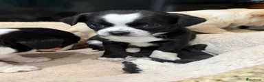 Oreo - reserved