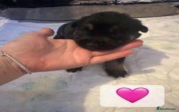 Mixed Breed dogs for sale: 8 beautiful pups, looking for forever home🐾 - Image 2