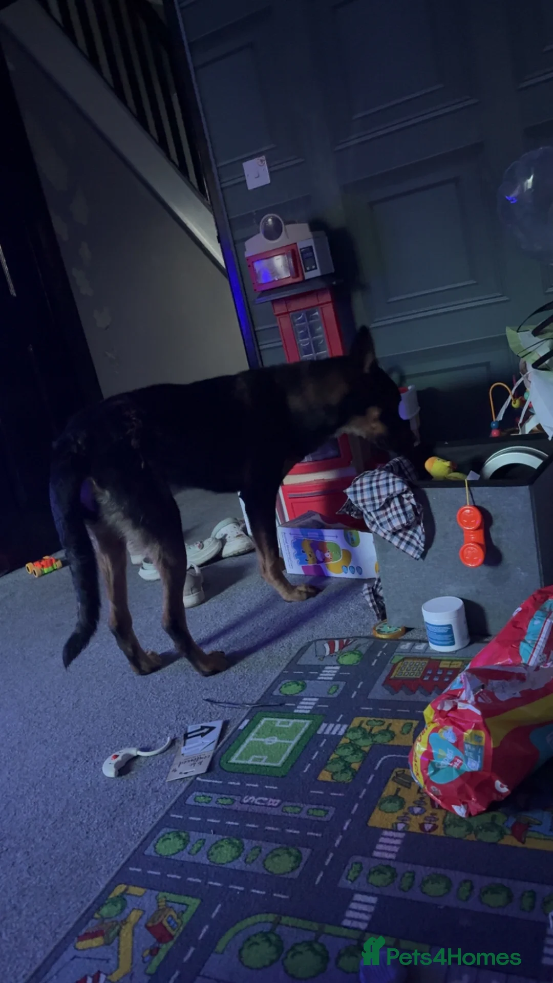 Mixed Breed dogs for sale: Rocksy - Advert 2