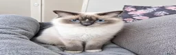 Ragdoll cats for sale: Bicolour ragdoll kittens (males) - Advert 3