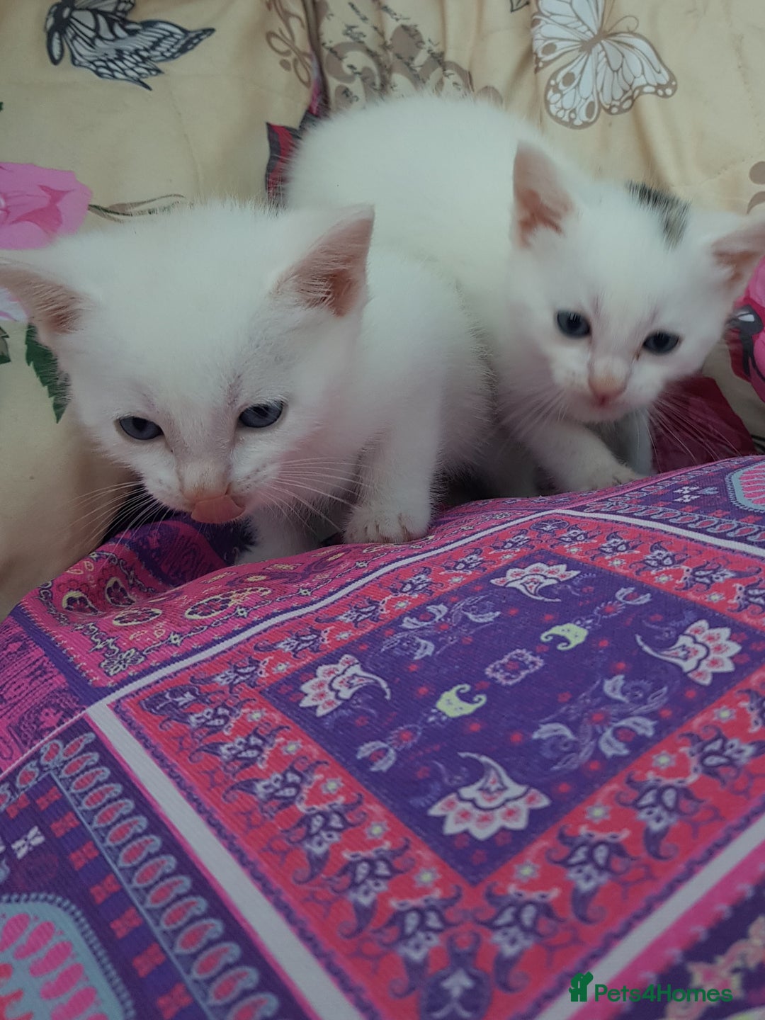 Mixed Breed cats for sale: Khao Manee kittens  - Image 8